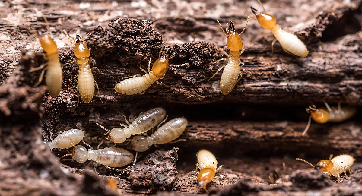 Fumigation & Pest Control Services - Termites Control Services in Uganda