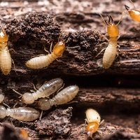 Pest Control and Fumigation Services in Uganda