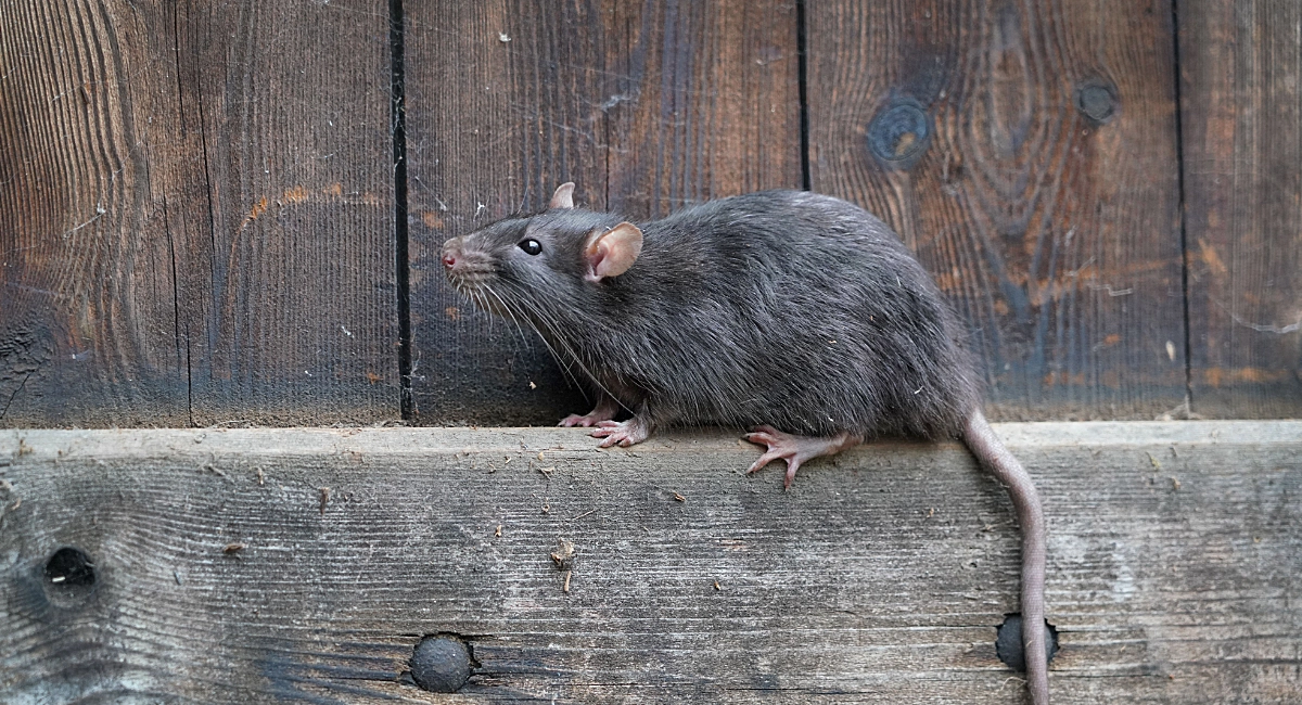 Fumigation & Pest Control Services - Rodents Control Services in Uganda
