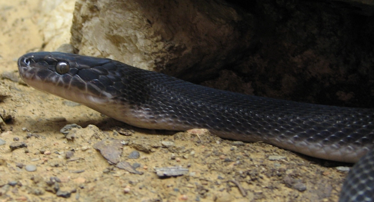 Fumigation & Pest Control Services - Snake Control and Removal Services in Uganda